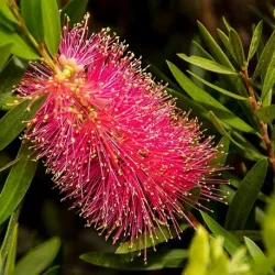 Olejek Niaouli eteryczny 10 ml