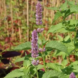 Olejek Paczulowy eteryczny 10 ml