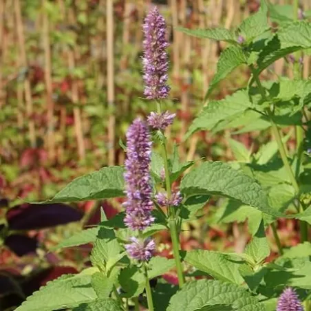 Olejek Paczulowy eteryczny 10 ml