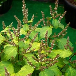 Olejek Paczulowy eteryczny 10 ml