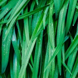 Olejek Palmarozowy eteryczny 30 ml