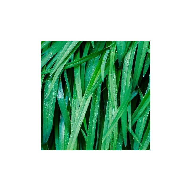 Olejek Palmarozowy eteryczny 30 ml