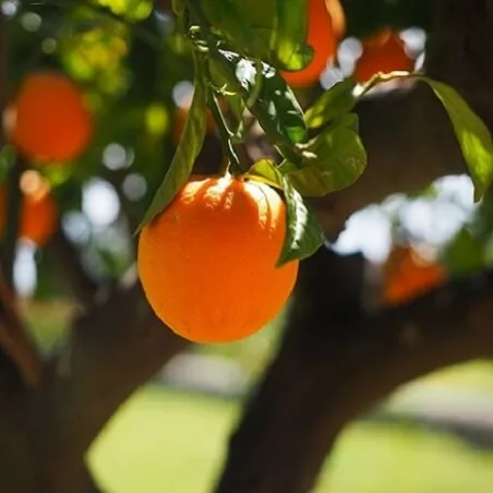 Olejek Pomarańczowy eteryczny 30 ml