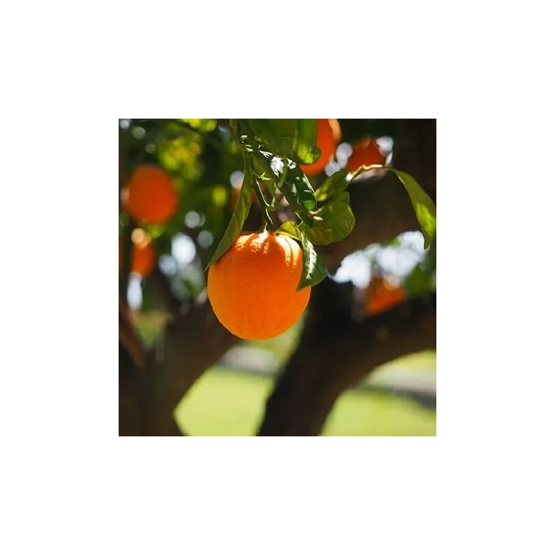 Olejek Pomarańczowy eteryczny 100 ml