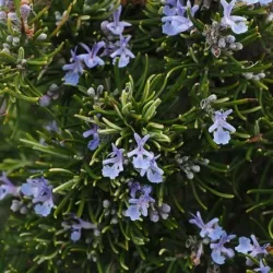 Olejek Rozmarynowy eteryczny 30 ml