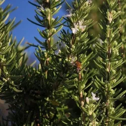 Olejek Rozmarynowy eteryczny 30 ml