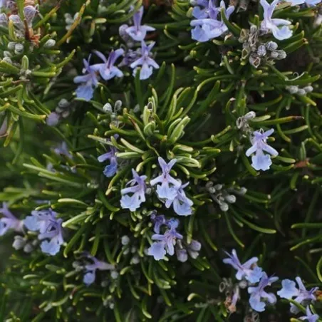 Olejek Rozmarynowy eteryczny 100 ml