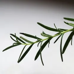 Olejek Rozmarynowy eteryczny 100 ml