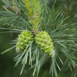 Olejek Sosnowy eteryczny 50 ml