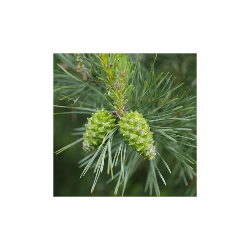 Olejek Sosnowy eteryczny 100 ml