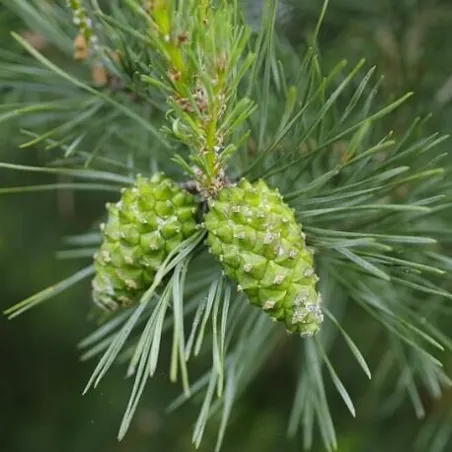 Olejek Sosnowy eteryczny 100 ml