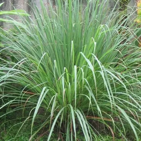 Olejek Trawy Cytrynowej eteryczny 100 ml