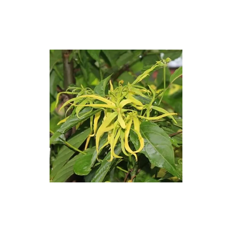 Olejek Ylang Ylang eteryczny 50 ml