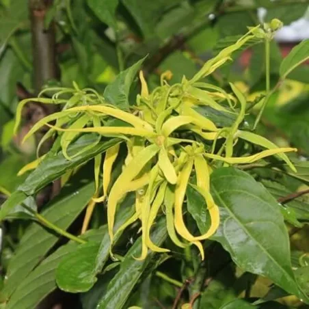 Olejek Ylang Ylang eteryczny 50 ml