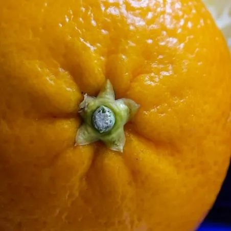 Olejki na cellulit - zestaw