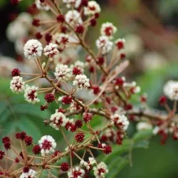 Shikakai proszek 50 g