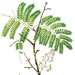 Shikakai proszek 50 g