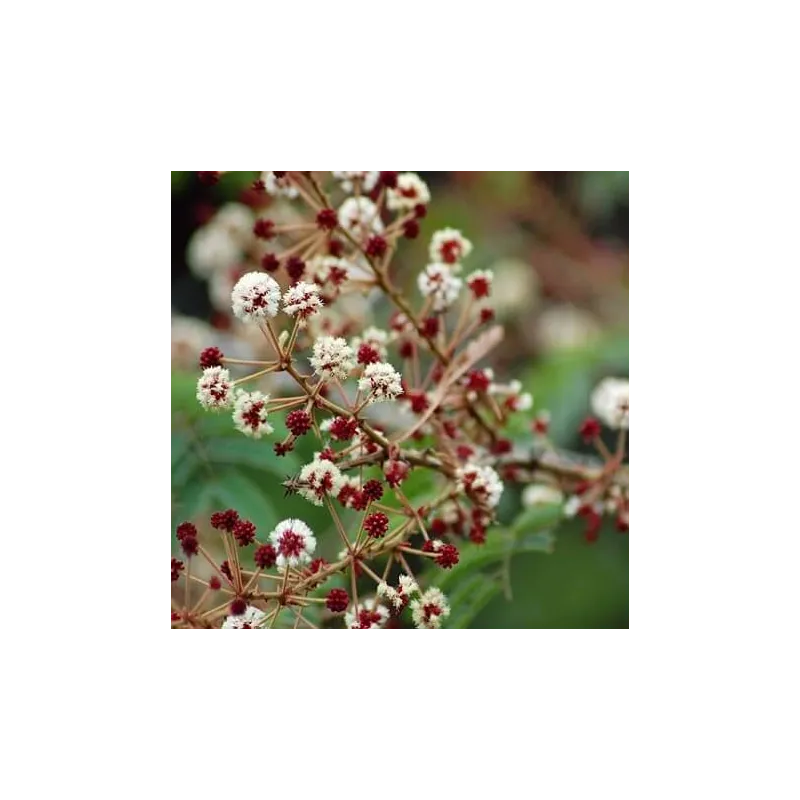 Shikakai proszek 100 g