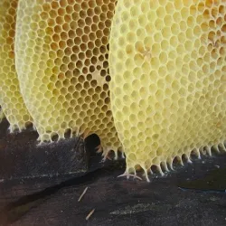 Wosk pszczeli naturalny żółty granulat 500 g