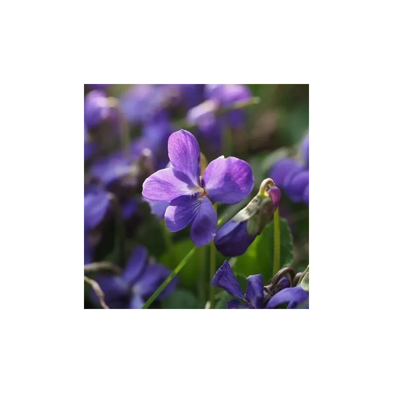 Fiołek - kompozycja zapachowa  10 ml