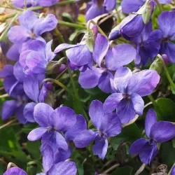 Fiołek - kompozycja zapachowa  10 ml