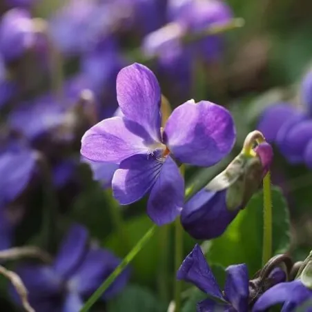 Fiołek - kompozycja zapachowa  30 ml