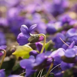 Fiołek - kompozycja zapachowa  30 ml