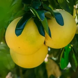 Olejek Grejpfrutowy eteryczny 10 ml