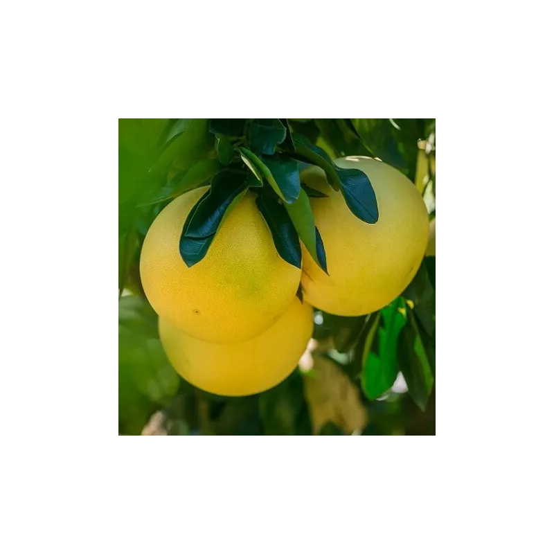 Olejek Grejpfrutowy eteryczny 50 ml