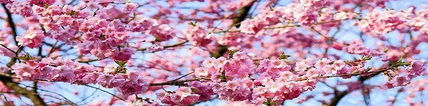 Hydrolaty i wody kwiatowe