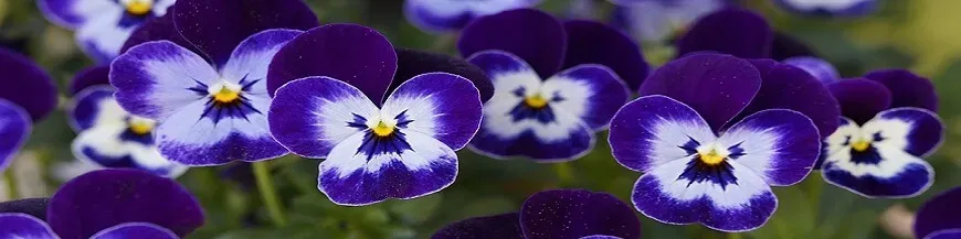 Olejki i kompozycje zapachowe